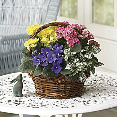 Spring Has Sprung Basket — Capobianco's Glen Cove Florist